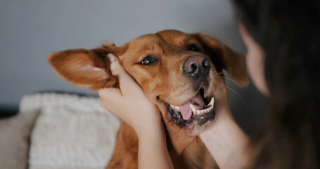 Funny face of a Golden Retriever dog being stroked by a young woman. Fun games with dogs. Pet store...