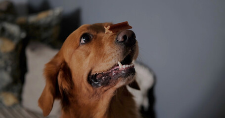 A close-up of the funny face of a dog holding a small bone on its nose. A slobbering dog performs...