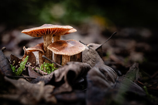 Earthy webcap mushroom, a species of Cortinar, growing through the leaf mould of a forest floor in the Dordogne region of France
