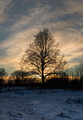 Fototapeta na wymiar A Lonely Tree Bathed in Backlit Sunlight