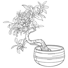 Outline Bonsai tree with small leaves in round flowerpot in black isolated on white background. 