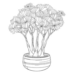 Outline Bonsai tree (multi trunk style) in round flowerpot in black isolated on white background.