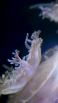 upside down jellyfish swimming in aquarium tank water with tentacles. Vancouver Aquarium, BC, Canada High quality 4k footage