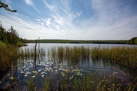 A marsh that is an extension of a small lake in Ontario.