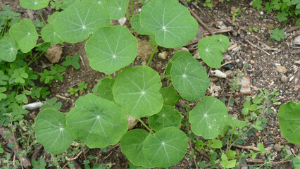 Fiori e verde