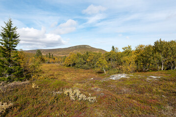 Fototapeta na wymiar Auf dem Helagsfjäll in Jämtland in Schweden im Herbst 