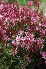 Fototapeta premium Bed of pink Lindheimer's Beeblossom blooms, New South Wales Australia 