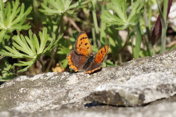 Libertà in primavera