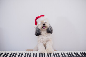 cute white dog in a red Santa Claus hat playing electric piano, happy doggie for Christmas