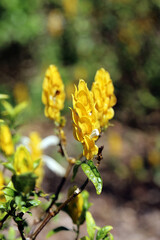 Macro image of Golden Shrimp Plant blooms, New South Wales Australia