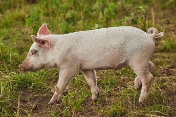 Eco pig farm in the field in Denmark. Cute pig in the pasture