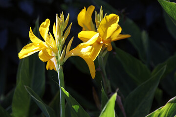 Macro image of Golden Canna blooms, New South Wales Australia
