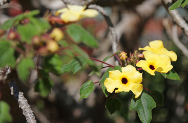 Sunlit Mouse Trap Tree blooms, New South Wales Australia
