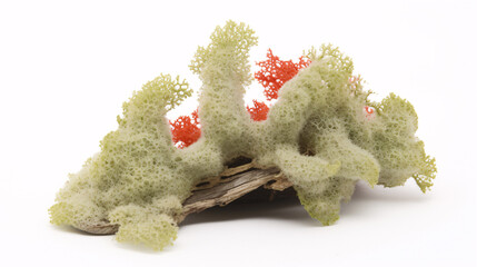 An isolated Cladonia boryi lichen against a white backdrop.