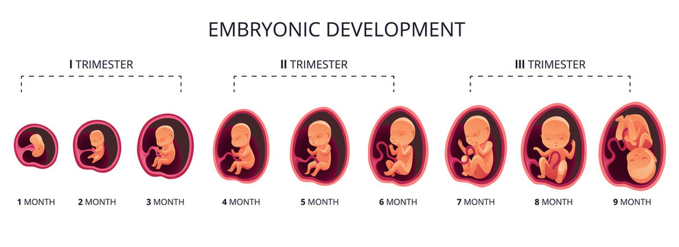 Embryo month stage growth, fetal development flat infographic icons. Medical illustration of foetus cycle from 1 to 9 month to birth and combined into trimesters