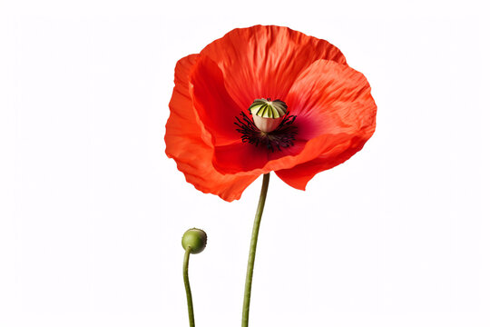A solitary scarlet poppy is depicted against a pristine white canvas.