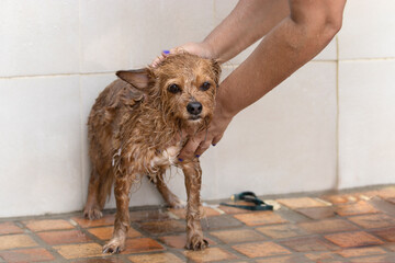 small dog showering outdoors