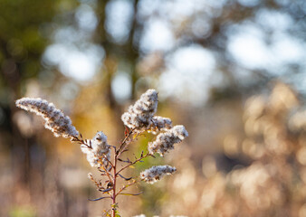 Goldenrod seed head in late autumn pollinator garden with bokeh background