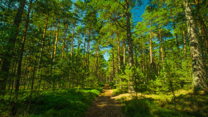 beautiful pine and spruce forest on the Baltic Sea, Pogorzelica Poland 