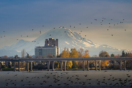 2023-11-20 MT RAINIER WITH CITY BUILDINGS AND THE 520 FLOATING BRIDGE WITH THE UNION BAY NATURAL AREA BY THE UNIVERSITY OF WASHINGTON