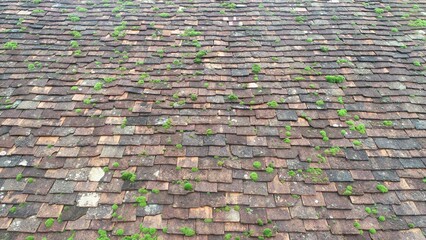gros plan d'une toiture ancienne en tuiles plates recouverte de mousse