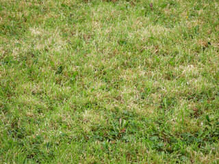 Fresh green grass background, close view macro photo with blurred edges. Natural grass background wallpaper