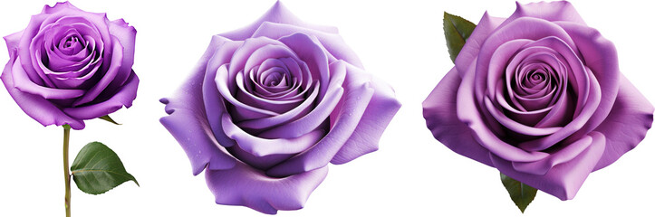 Obraz premium Purple rose transparent background PNG clipart