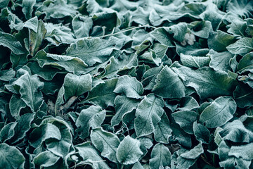 A close up of frost covered frozen leaves on a forest floor