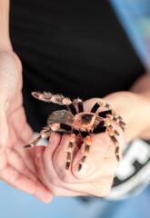 Tarantula spider on a man's hand close up. Tarantula spider as a pet.
