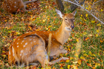 Beautiful sika deer in the autumn forest against the background of colorful foliage of trees. The deer looks to the sides and chews the grass. Fabulous forest autumn landscape with wild animals.