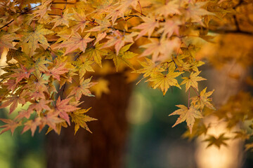 Autumn maple leaf landscape