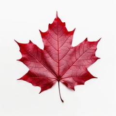 Discover Canada's Iconic Beauty: An Isolated Red Maple Leaf Image Generative AI