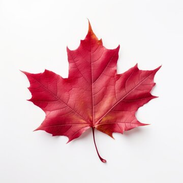 Discover the Uniquely Canadian: The Majestic Isolated Red Maple Leaf Generative AI
