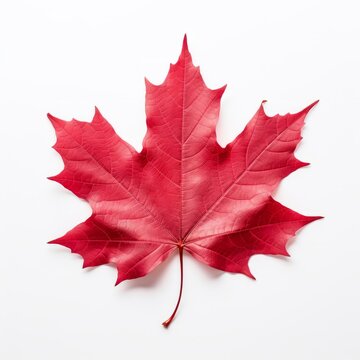 Iconic Red Canadian Maple Leaf - A Stunning Symbol of Natural Beauty Generative AI