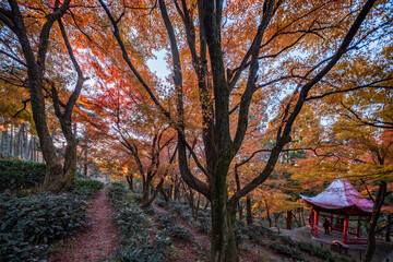 Autumn maple leaf landscape