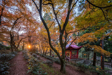 Fototapeta premium Autumn maple leaf landscape