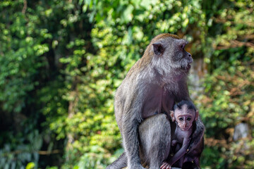 Naklejka na ściany i meble Lovely and cute monkey mother and baby hugging and caring to each other at the Batu Caves, Kuala Lumpur, Malaysia.
