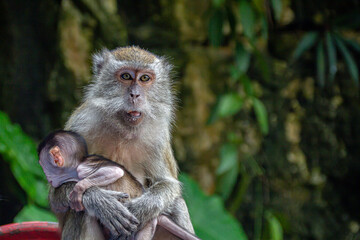 Lovely and cute monkey mother and baby hugging and caring to each other at the Batu Caves, Kuala Lumpur, Malaysia.