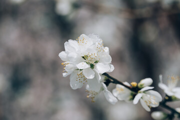 tree blossom