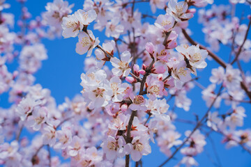 blooming tree