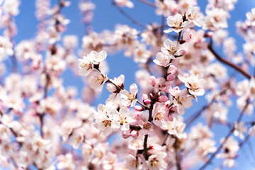 blossom in spring
