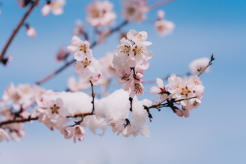 blooming tree