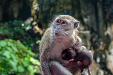 Monkey mother and baby 