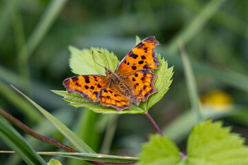 Comma Butterfly Polygonia c-album Family Nymphalidae in Spreewald biosphere reserve between Dresden...