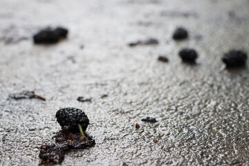Ripe mulberry lying on the asphalt after rain