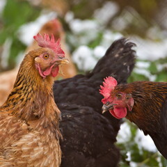 Group of hens Gallus gallus domesticus in eggs producer microfarm. Living free, not locked in boxes. Czech republic countryside.