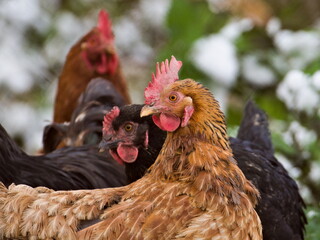 Group of hens Gallus gallus domesticus in eggs producer microfarm. Living free, not locked in boxes. Czech republic countryside.