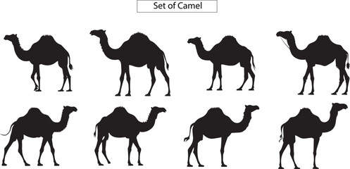 camel silhouettes, silhouette of a camel on a white background, set