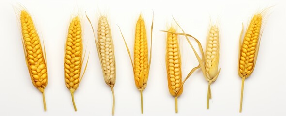 Unveiling the Diversity: Explore the Intricacies of Three Distinct Wheat & Corn Types Generative AI