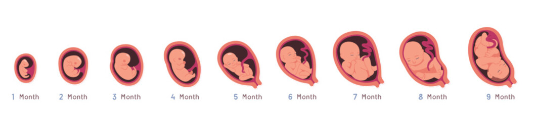 Embryo development month growth stages set. Unborn human baby fetus, placenta in uterus. Fetal development prenatal process sequence, reproduction, pregnancy concept flat vector illustration - obrazy, fototapety, plakaty